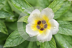Turnera subulata or white Sage Rose flower.