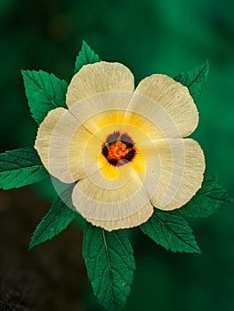 Turnera ulmifolia flowers