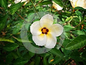 Turnera ulmifolia flowers aka Ramgoat Dashalong or Yellow Alder is a species of plant of family Passifloraceae