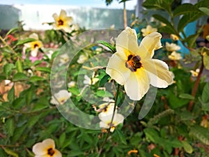 Turnera ulmifolia flowers aka Ramgoat Dashalong or Yellow Alder is a species of plant of family Passifloraceae