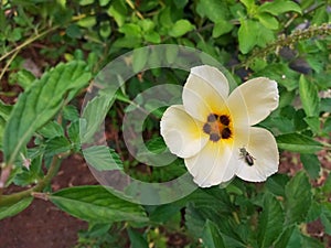 Turnera ulmifolia flowers aka Ramgoat Dashalong or Yellow Alder is a species of plant of family Passifloraceae