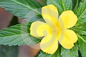 The Turnera ulmifolia L. flower