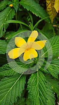 Turnera Ulmifolia , My Garden Plants, My garden Flowers