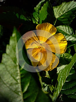 Turnera ulmifolia, the ramgoat dashalong[1] or yellow alder, is a species of plant of family Passifloraceae