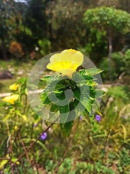 Turnera ulmifolia photo