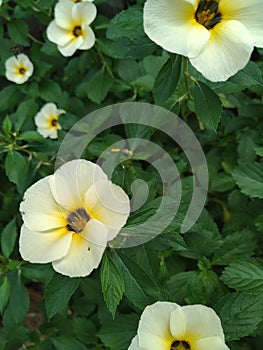 Turneraceae shining in the garden