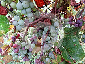 Turning Red Wine Grapes in the Garden