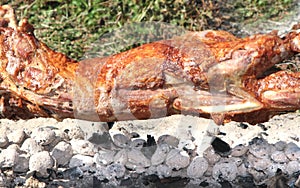 Turning roasted whole lamb on coal fire