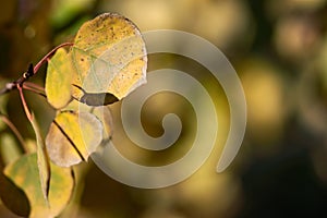 Turning Yellow Aspen Leaf