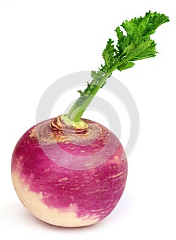 Turnip