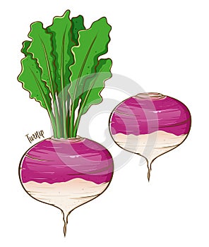 Turnip Fresh Vegetable Hand Drawing