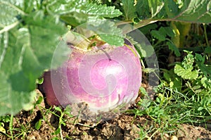 Turnip in the garden