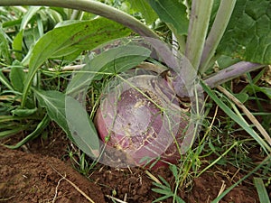 Turnip growing in field 1