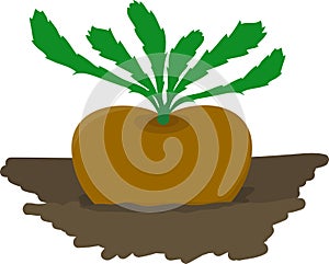 Turnip growing in garden - vector illustration