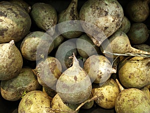 Turnip. Macro photography. Fresh turnips are on the counter at the market. The texture of the background of fresh turnips. Texture