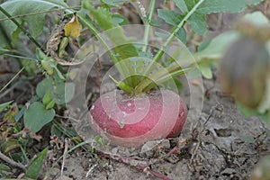 A turnip plant