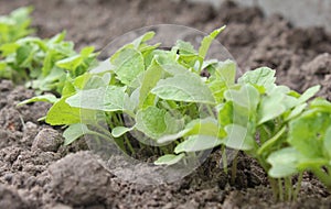 Turnip Plants