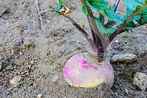 Turnip in Garden Soil