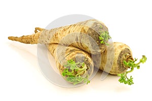 turnip rooted parsley photo