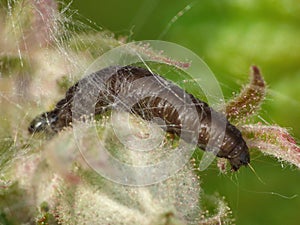 Turnip Sawflies - macro photo