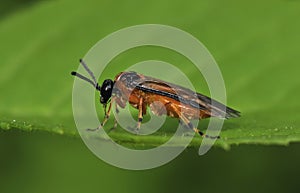 Turnip Sawfly - Athalia rosae