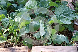 Turnip seedlings grow on a bed in a home garden. Ecological garden, bed with turnips