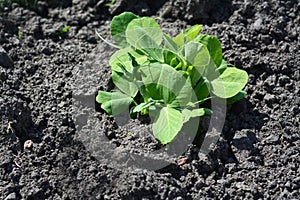 Turnip seedlings in the vegetable garden.