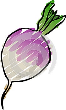 Turnip sketch