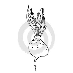 Turnip vector illustration, hand drawn sketch