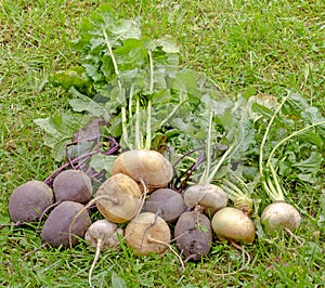 Turnips beets grass