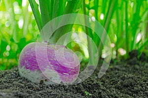 Turnips in the ground