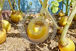 Turnips growing in container in vegetable garden