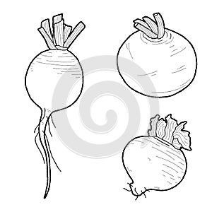 Turnips Vector Illustration Hand Drawn Vegetable Cartoon Art