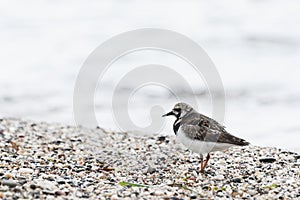 Turnstone