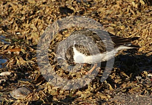 Turnstone, arenaria interpes on seaweed on shore