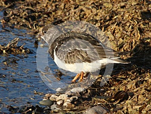 Turnstone, arenaria interpes in water by shore