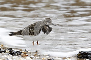 Turnstone, Arenaria interpres