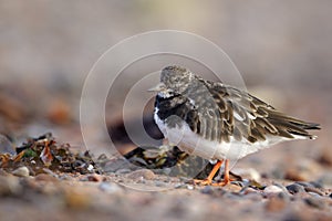 Turnstone, Arenaria interpres