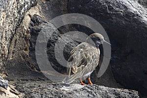 Turnstone (Arenaria interpres)