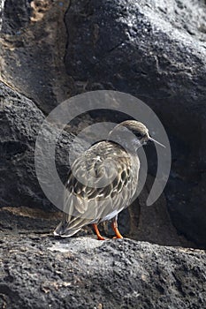 Turnstone (Arenaria interpres)