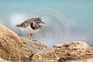Turnstone, Arenaria interpres, perched on rock in the protected area of the Agua Amarga salt marsh beach