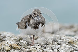 Turnstone bird (Arenaria interpres) perched on a rocky surface