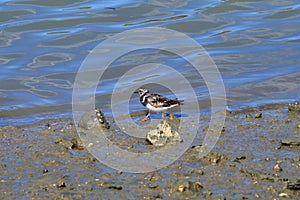 Turnstone bird in the Sado estuary: a delight for birdwatchers