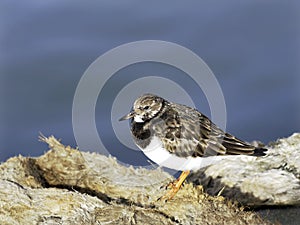 Turnstone at the Harbour