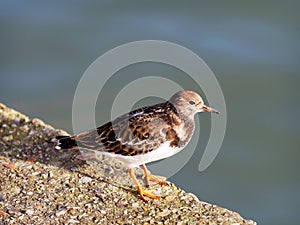 Turnstone at the Harbour