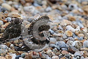 Turnstone (juveniles) (Arenaria interpres)