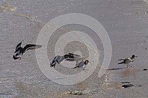 Turnstone Ruddy