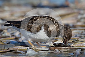A turnstone on the sandy beach