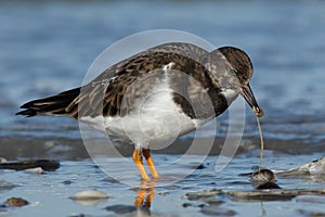 A turnstone on the sandy beach