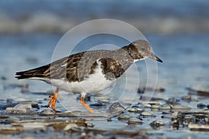 A turnstone on the sandy beach